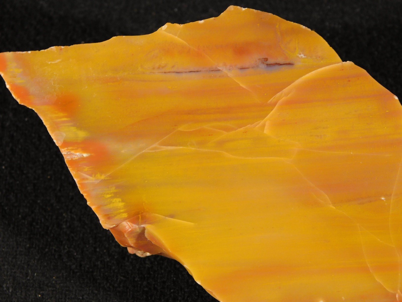 Polished Deep Yellow/RED Petrified RAINBOW WOOD Fossil End Cut Arizona 309gr