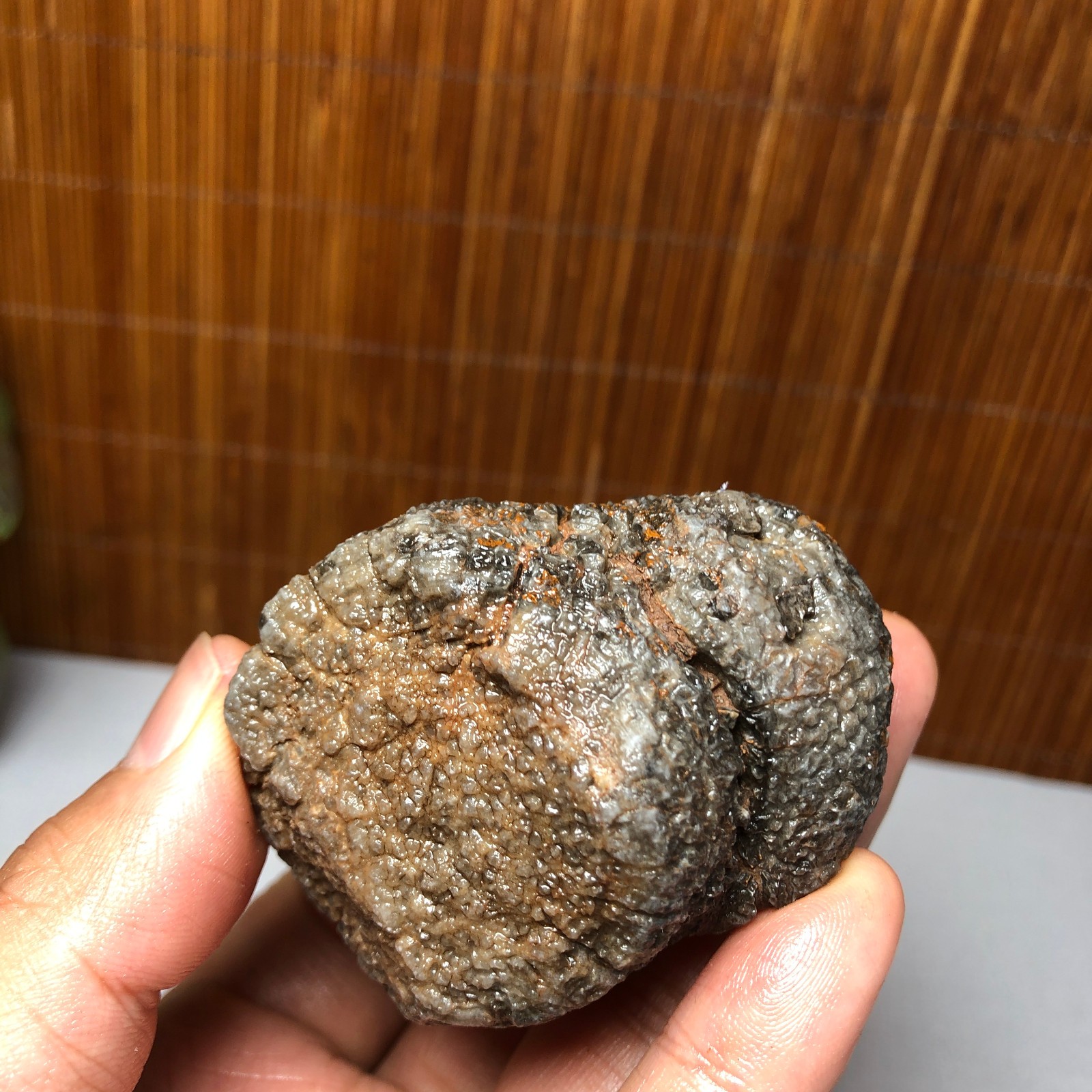 56mm Rare Rugose Coral Slab original Actinocyathus Morocco 133g A9418