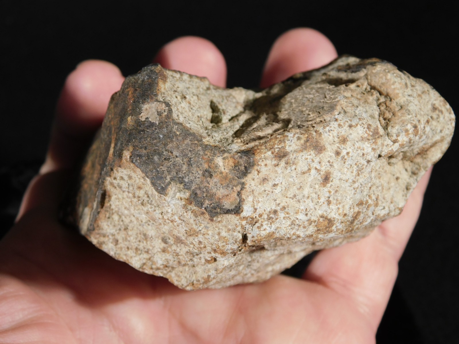 Larger! CLASSIFIED NWA 8245 METEORITE with Dark Fusion Crust Erfoud, Morocco 471