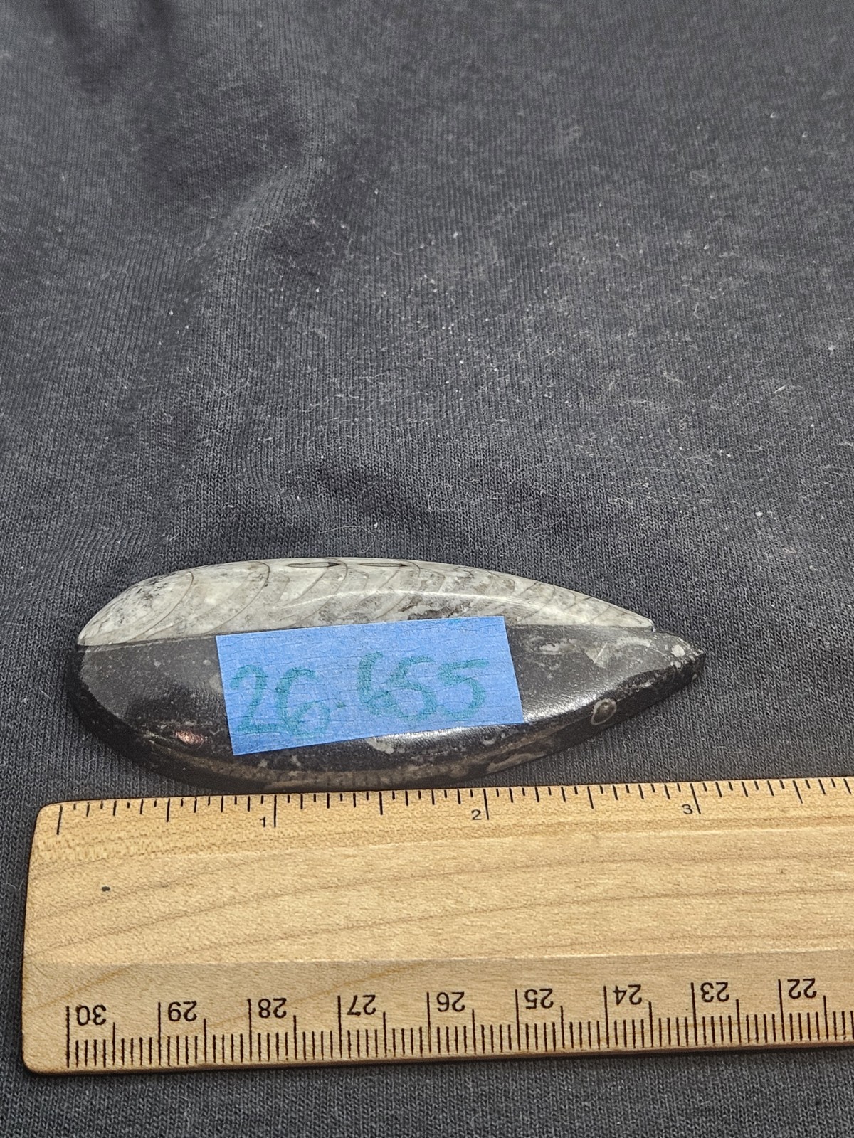 Polished Orthoceras Fossil Palm Stone – Morocco – Devonian Era Cephalopod