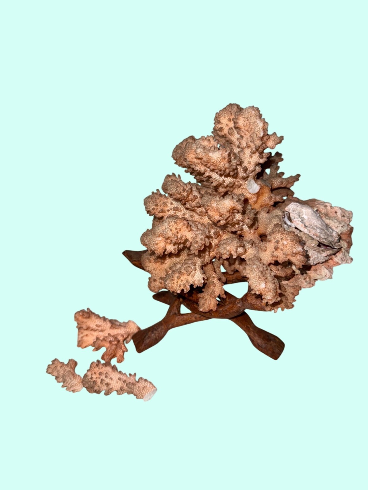 Large Pink Coral Specimen On Foldable Wooden Stand 9.5 Inches