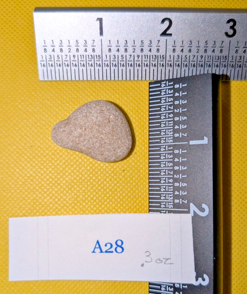 Florida Fossilized Coquina Rock Specimen Maritime Decor – 1 1/2 in .3 oz A28