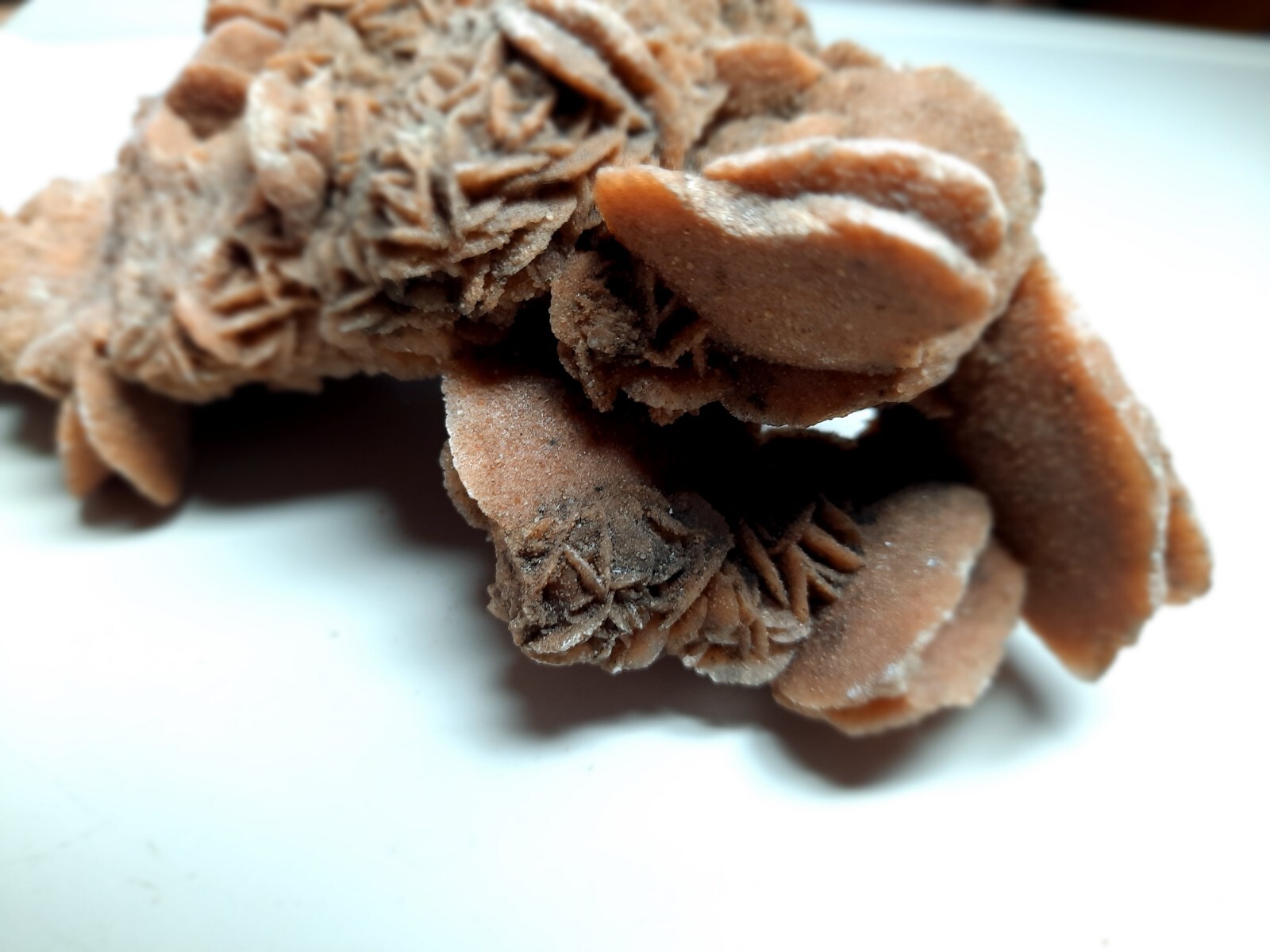 LARGE DESERT ROSE GYPSUM 6 1/4 x 3 1/2 x 2 1/4 Rock Mineral Crystal Stone