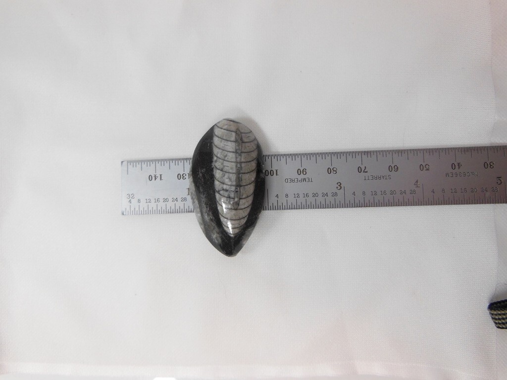 Orthoceras Fossil / Morocco / Polished / Nice Detail