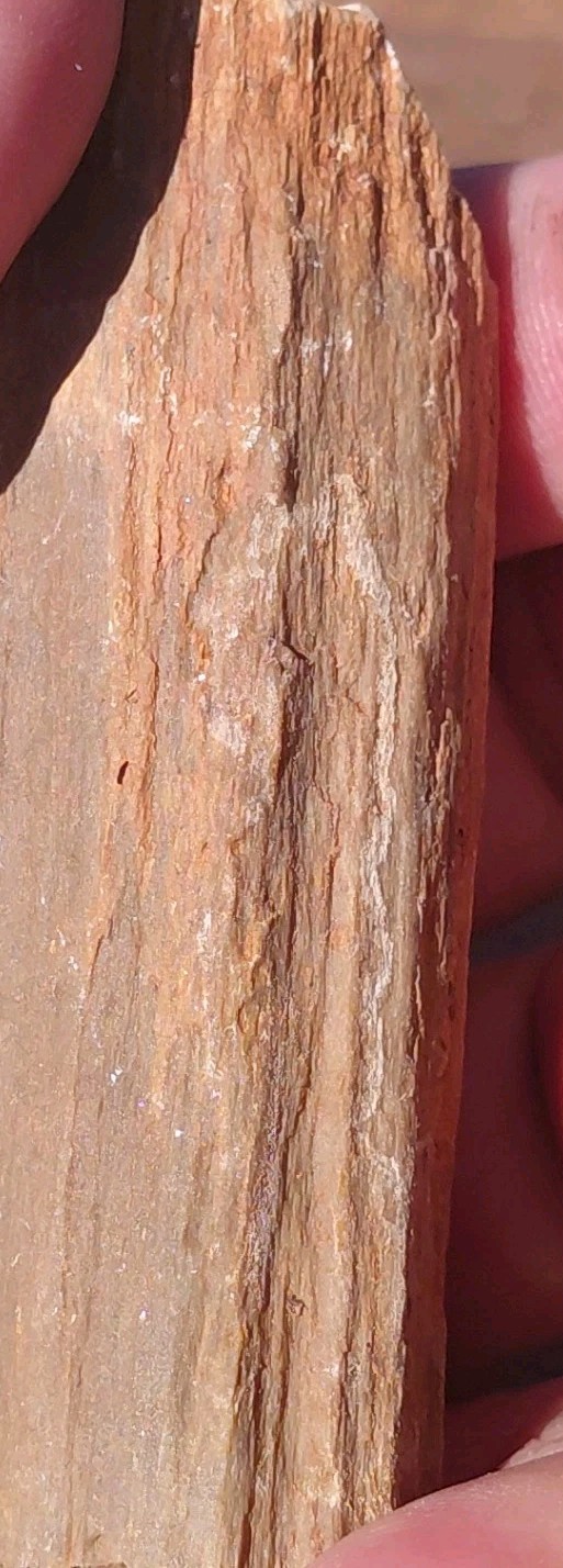 Petrified Wood Fossilized Branch W Bark Druzy Quartz-Hurricane Utah 3 1/4″×1 1/4