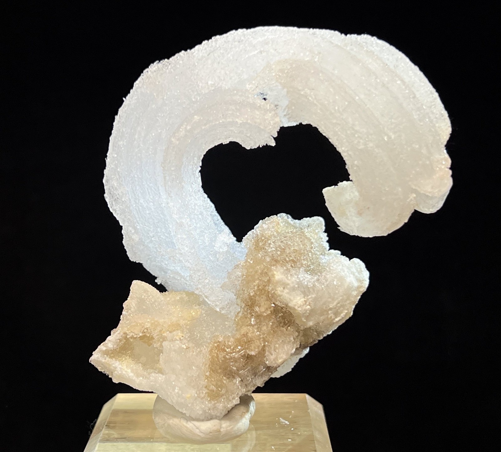 76mm ‘Ram’s Horn’ shape Selenite (Gypsum), Natural Mineral Specimen
