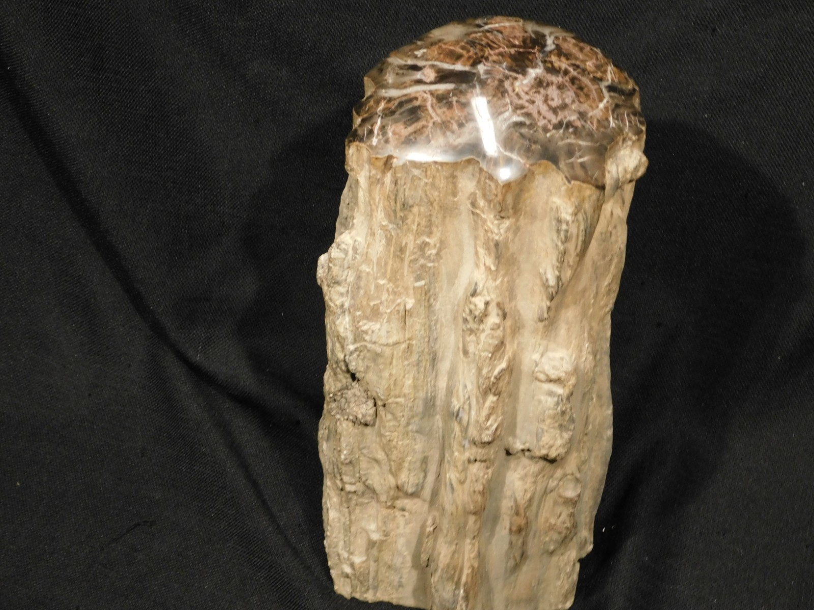 wOw! HUGE Dome Polished Petrified WOOD ROLLER Fossil Free Standing Arizona