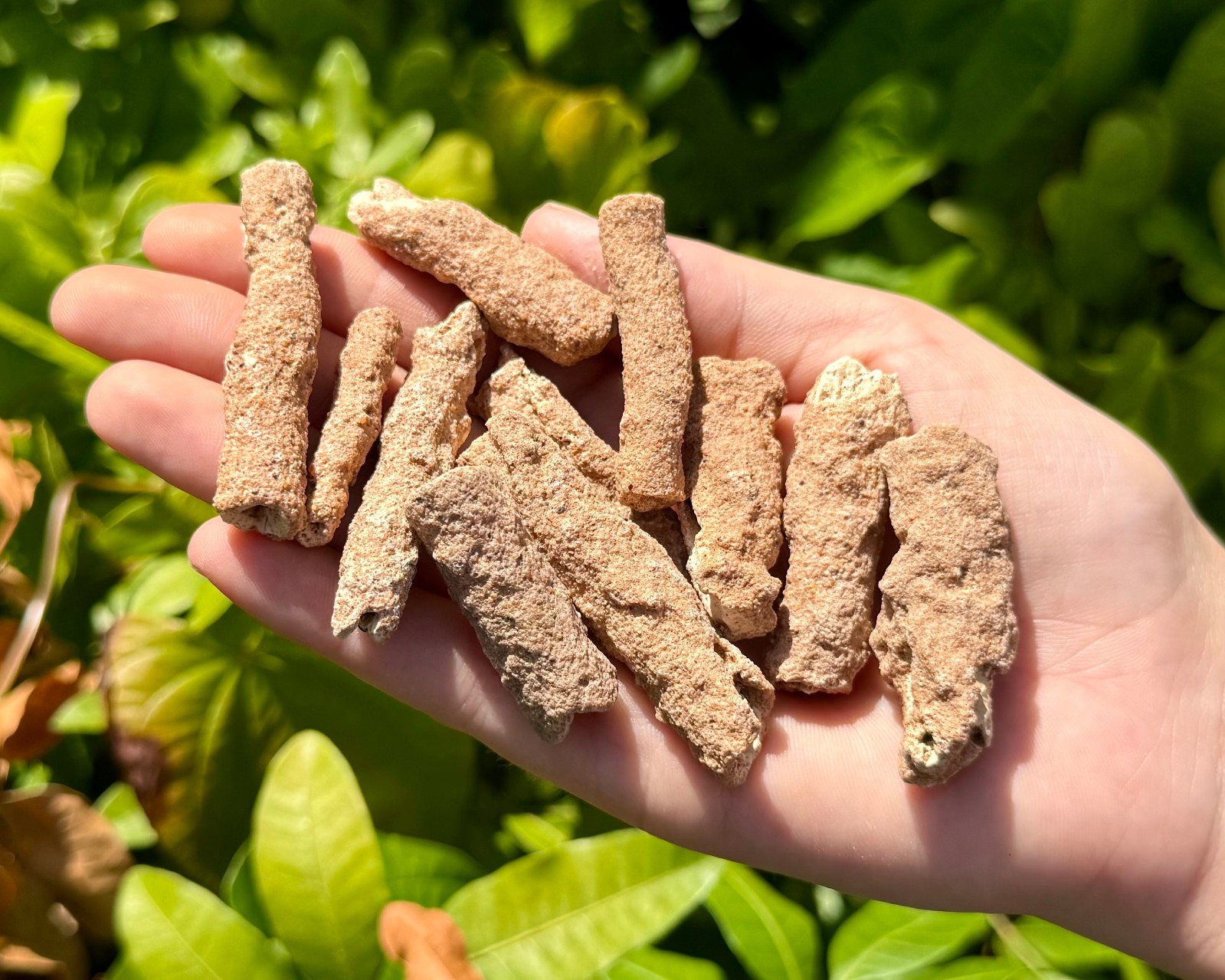 RARE Fulgurite Crystals Collection Box – Natural Lightning Formed Raw Fulgurite