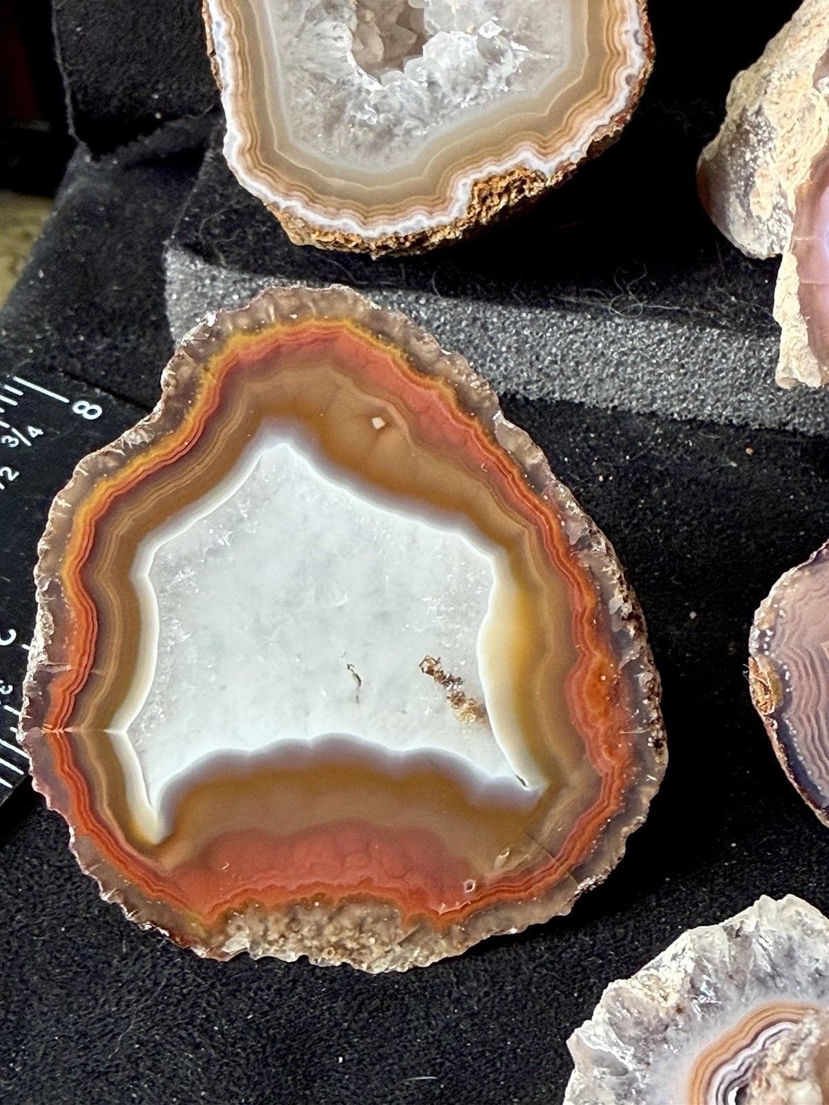 Huge Collection of Coyamito Agates. Mirror Polished Mexico. HARDAGATES