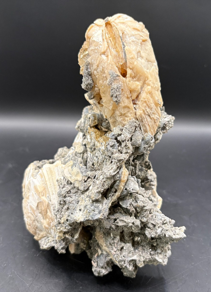 Premium Calcite Clam Fossil Cluster 8″ in Matrix – Cut Display Base – OTS