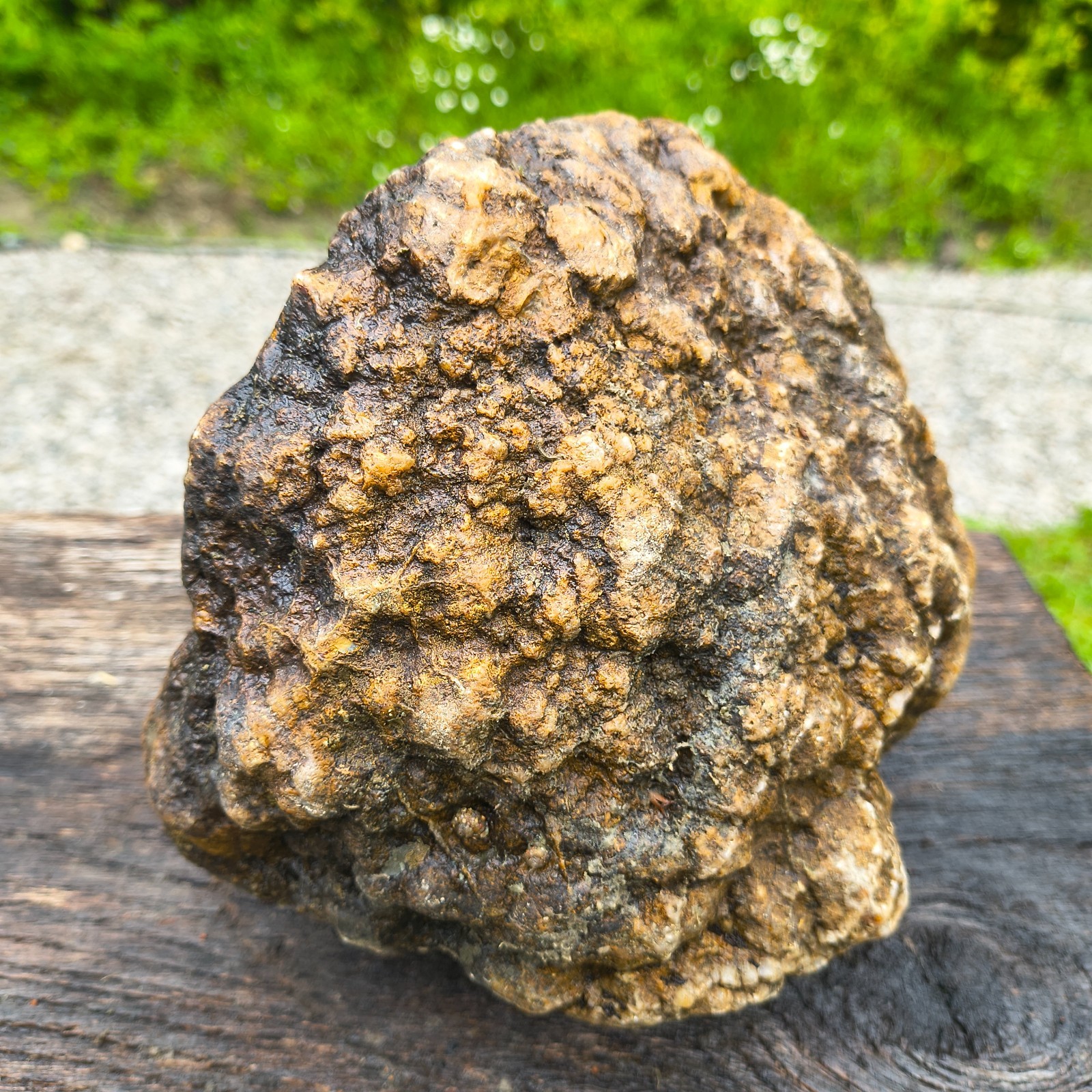 Large Kentucky Geode Natural Unopened Crystal Geode Collector Specimen