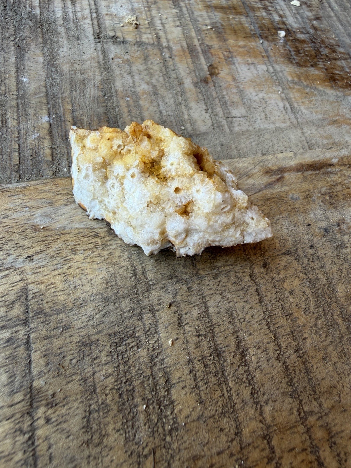 Kentucky Fossil Coral in Chalcedony/Quartz Natural Specimen – Raw Unpolished