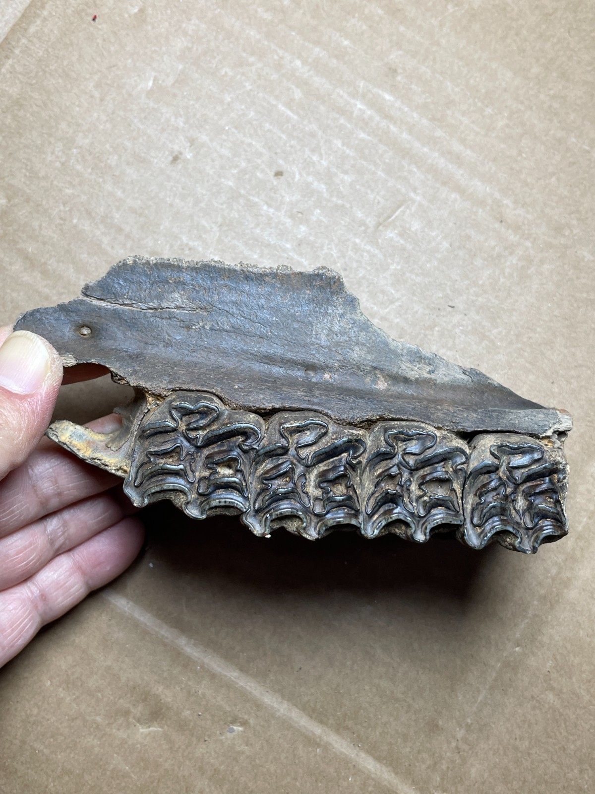 300g Beautiful Ice Age tooth collection