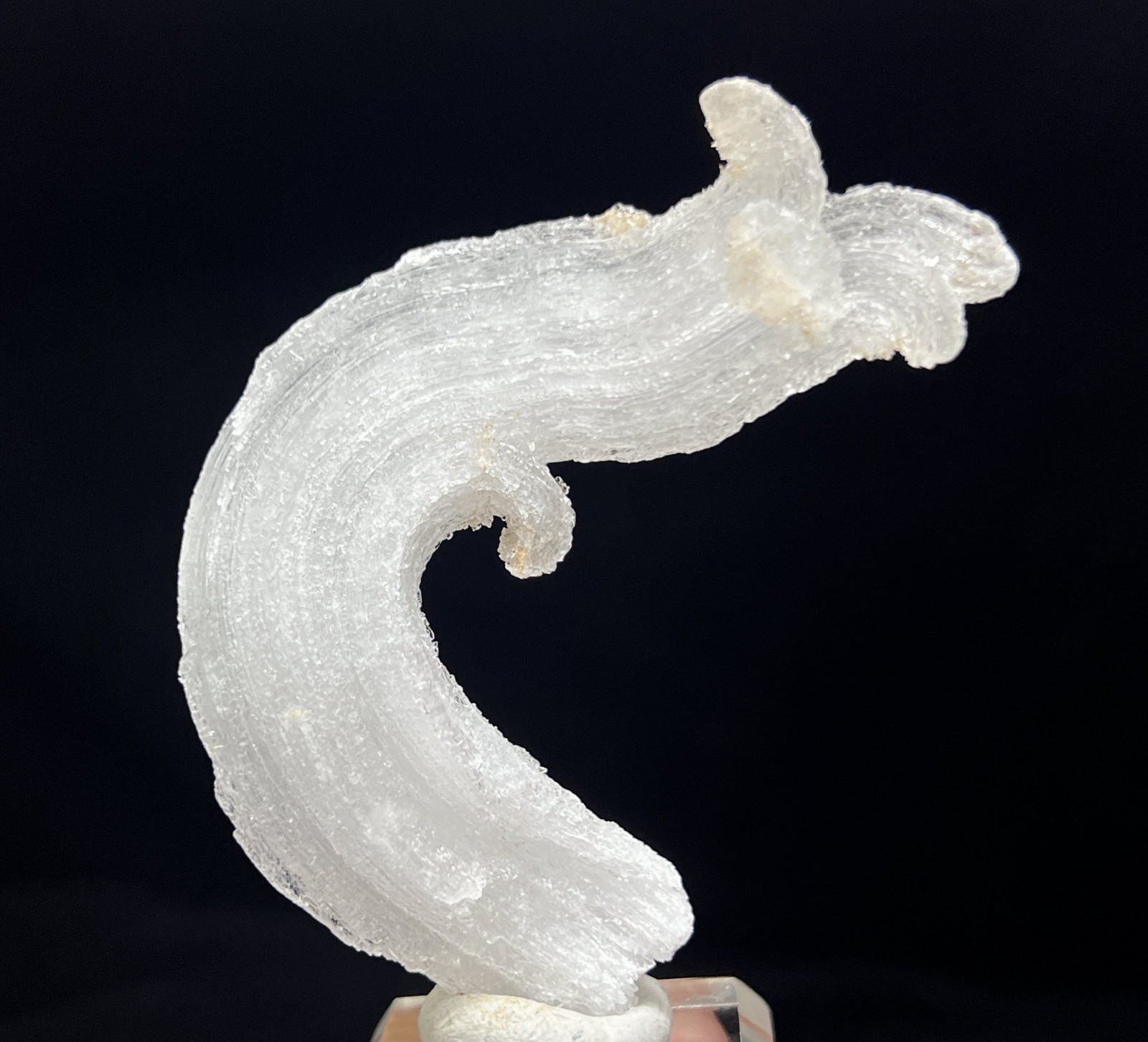67mm ‘Ram’s Horn’ shape Selenite (Gypsum), Natural Mineral Specimen