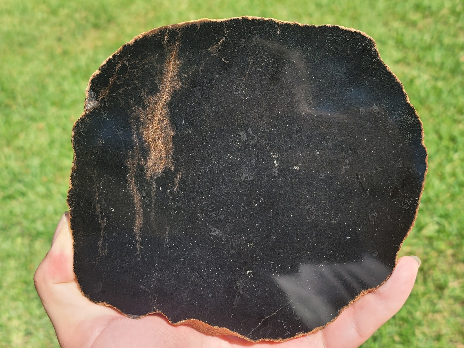 Tempskya Fossil Fern Polished Slab Utah