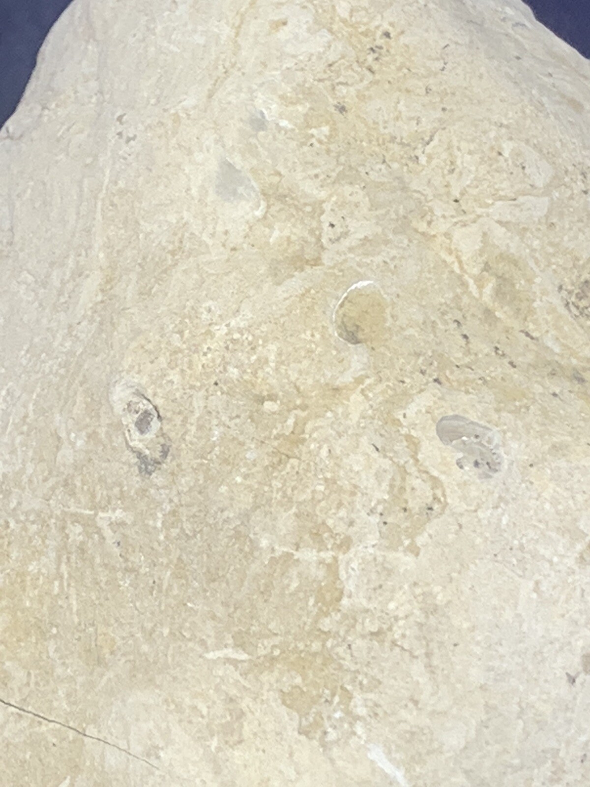 Septarian Nodule Hollow Half ( Utah)fossils And Description Card