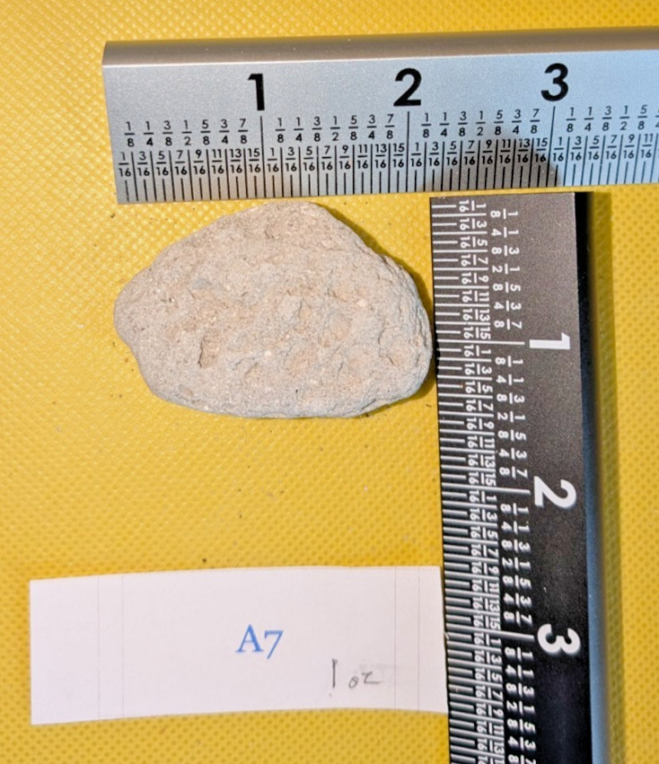 Florida Fossilized Coquina Rock Specimen Maritime Decor – 2 1/8 oz 1 oz A7