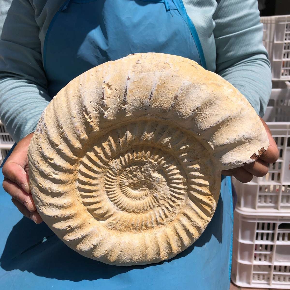 4140G Natural White Conch Shell Specimen Collectible Display Decor MH5407