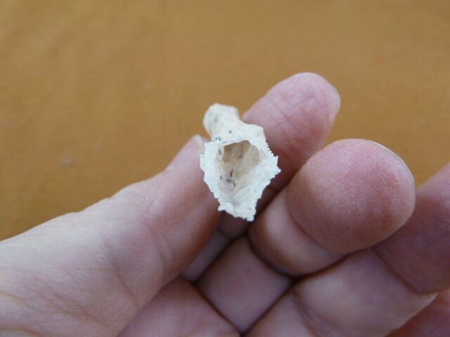 (r365-131) 1-7/8″ Fulgurite lightning strike beach sand glass Georgia fulgurites