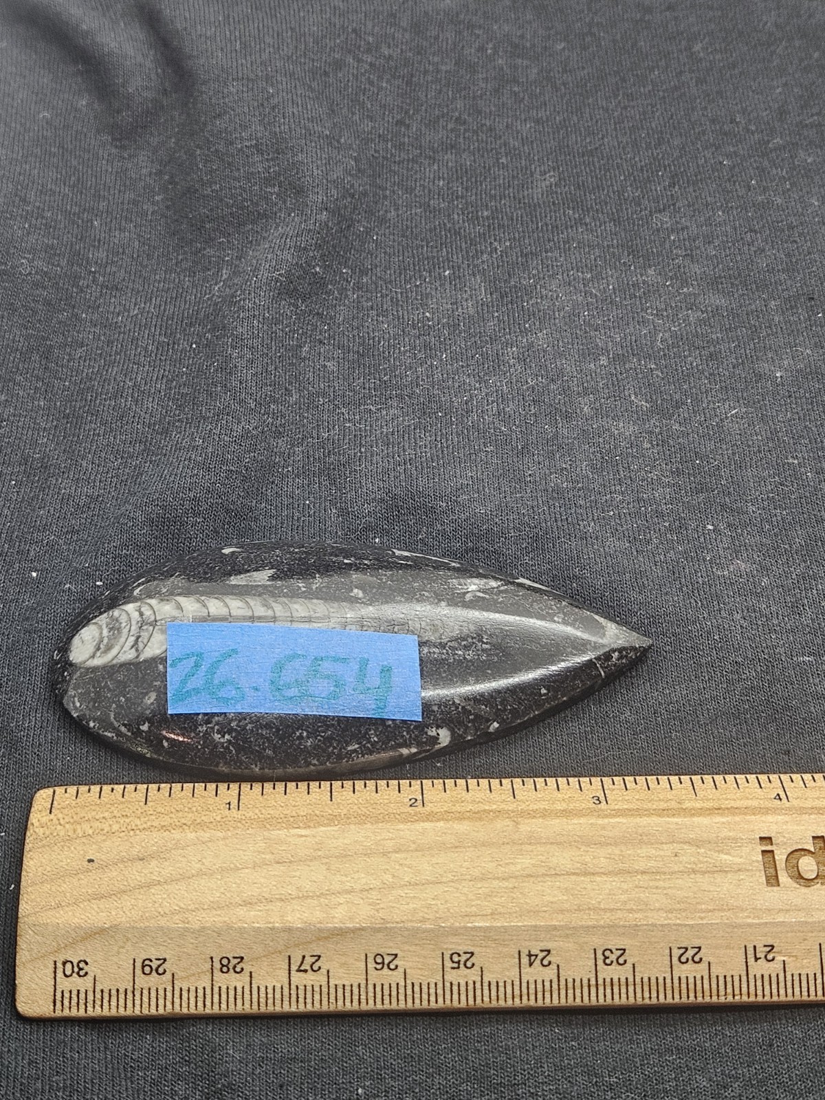 Polished Orthoceras Fossil Palm Stone – Morocco – Devonian Era Cephalopod