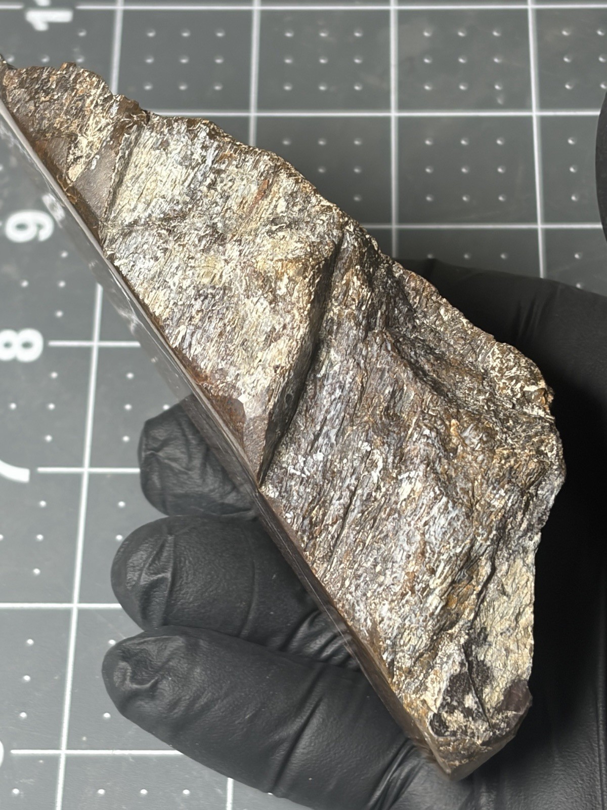 Agatized Dinosaur Gem Bone Polished Specimen Good Cell Structures Free Standing