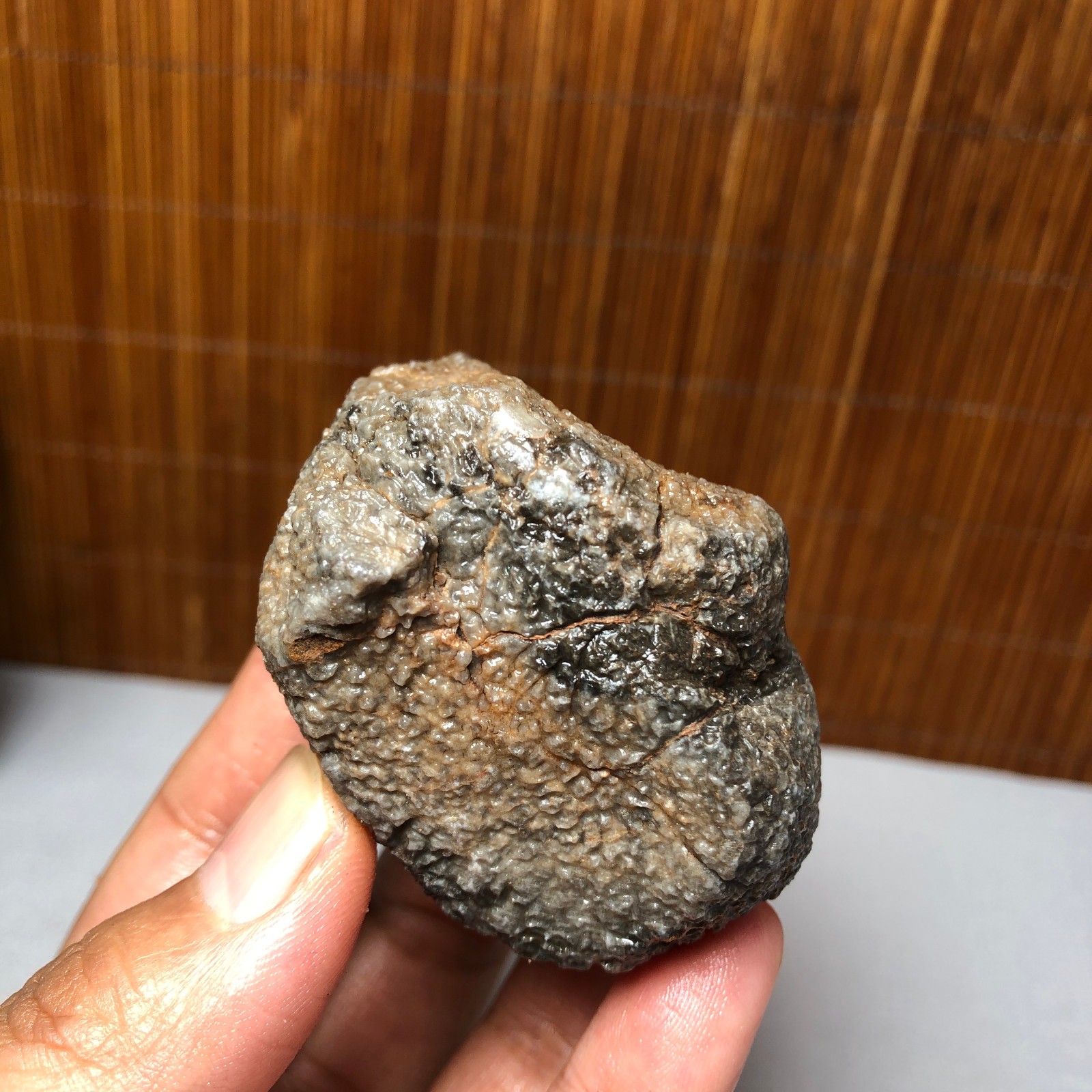 56mm Rare Rugose Coral Slab original Actinocyathus Morocco 133g A9418
