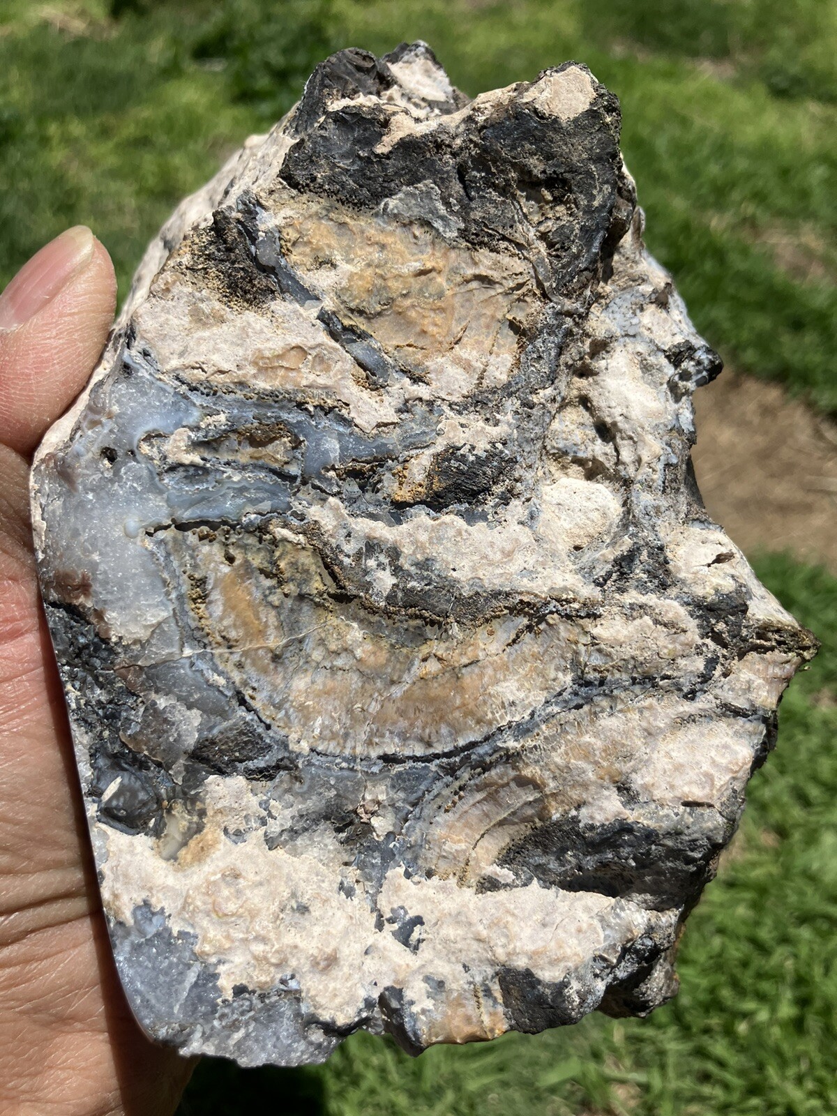 Black And Gold Agate Specimen (NM)