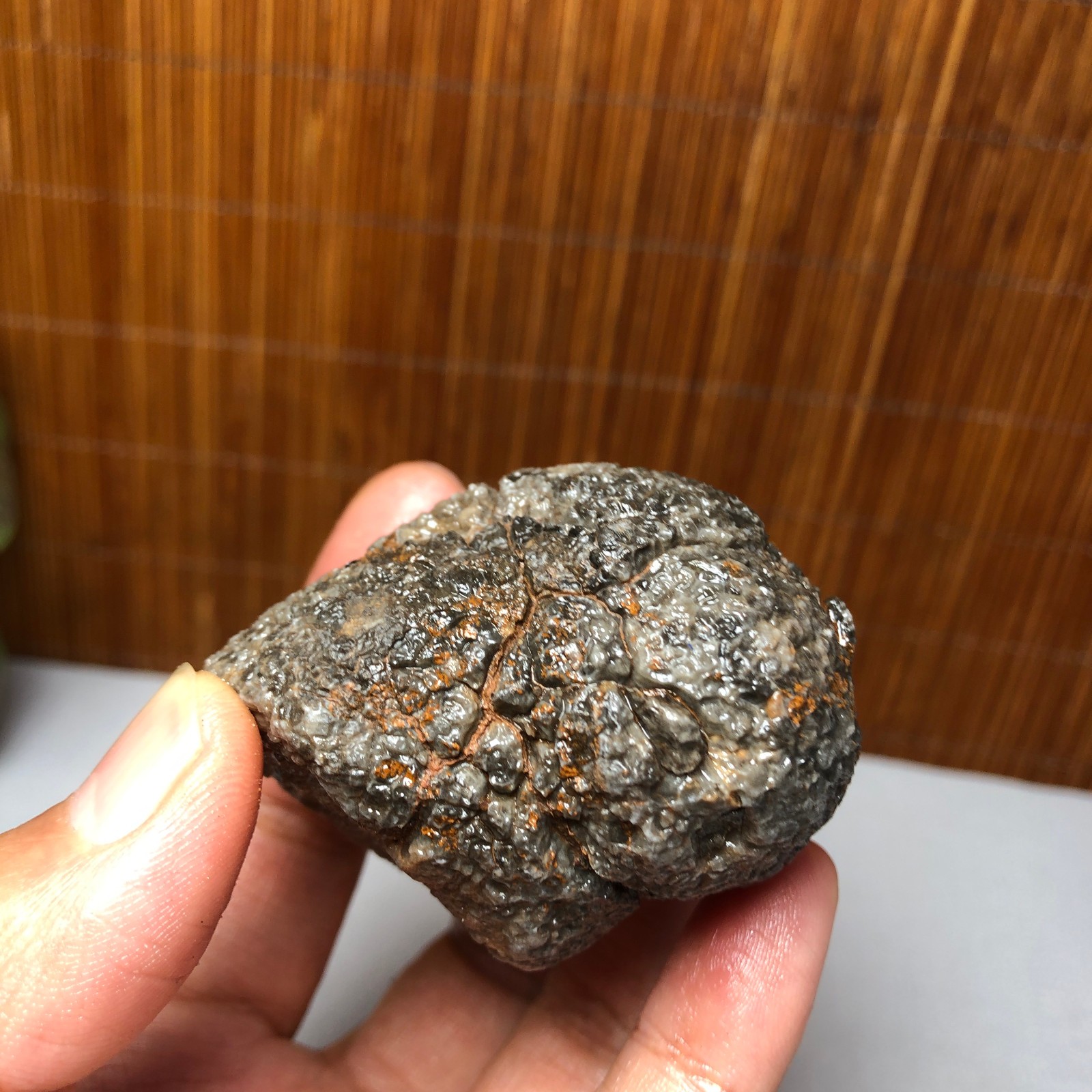 56mm Rare Rugose Coral Slab original Actinocyathus Morocco 133g A9418