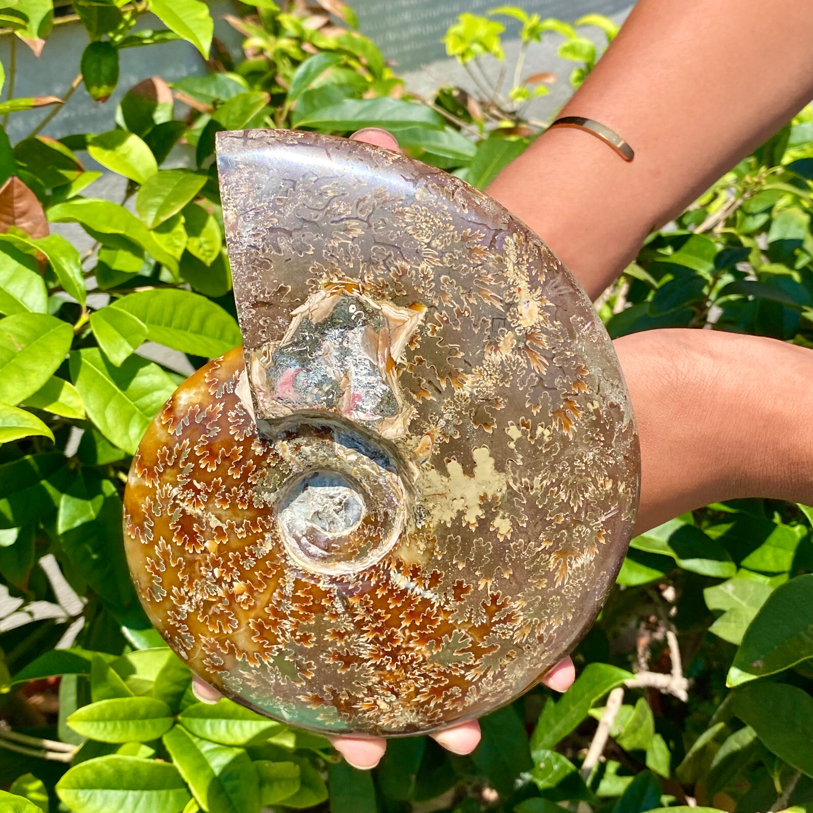 2.51LB Precious ammonite fossil shell specimen opaque yoga meditation energy
