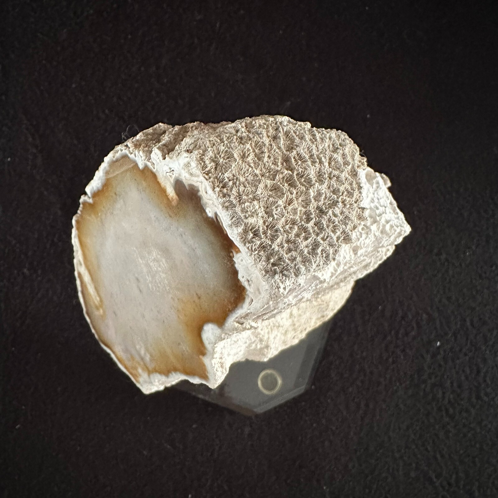 Agatized Fossilized Coral 7 inch Florida Fossil Polished on Lucite Base