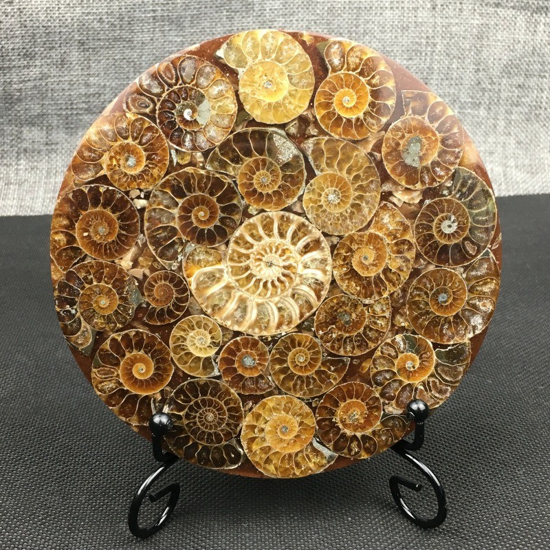 Natural Ammonite Disc Fossil Conch Specimen Healing +Stand 1PC