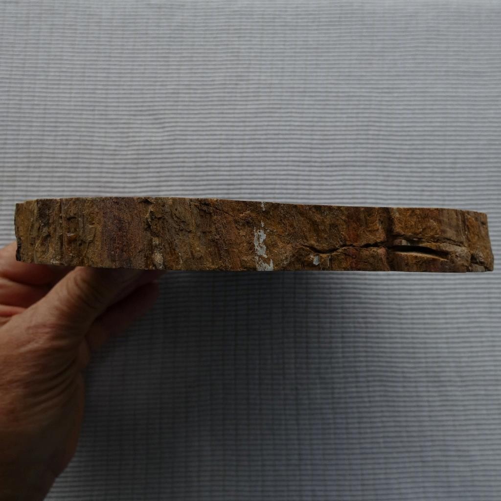 RimRock: 1.90 Lbs Polished NEW MEXICO PETRIFIED WOOD Rough Full Round