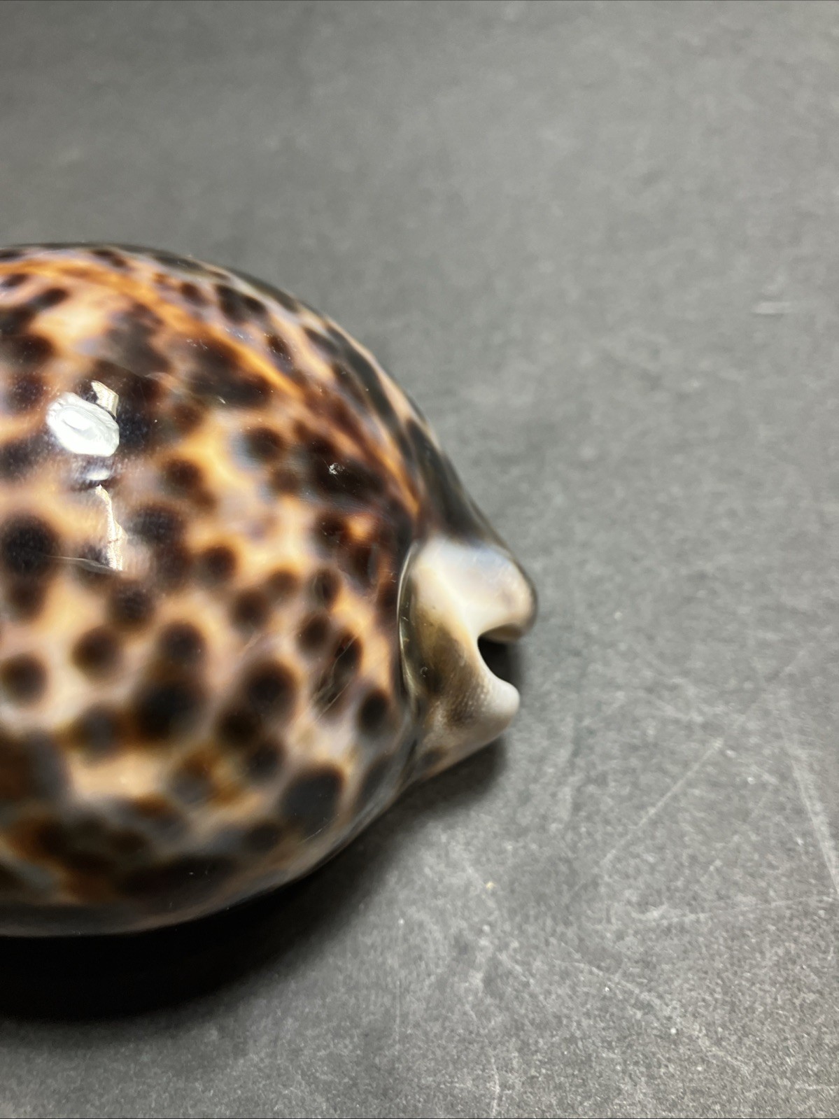 Tiger Cowrie-Cypraea Tigris Shell 3.75” – 9.5 Cm Long Nice Size And Color