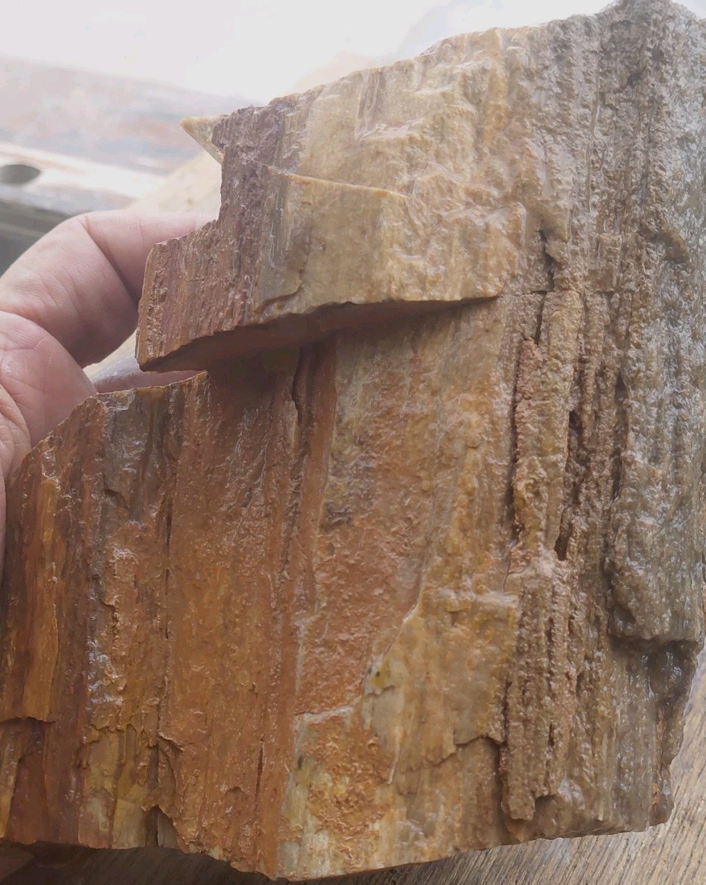 Petrified Wood 4lbs 9.5oz Limb Quartz Replaced Bark UV+ Henry Mountains UT Displ