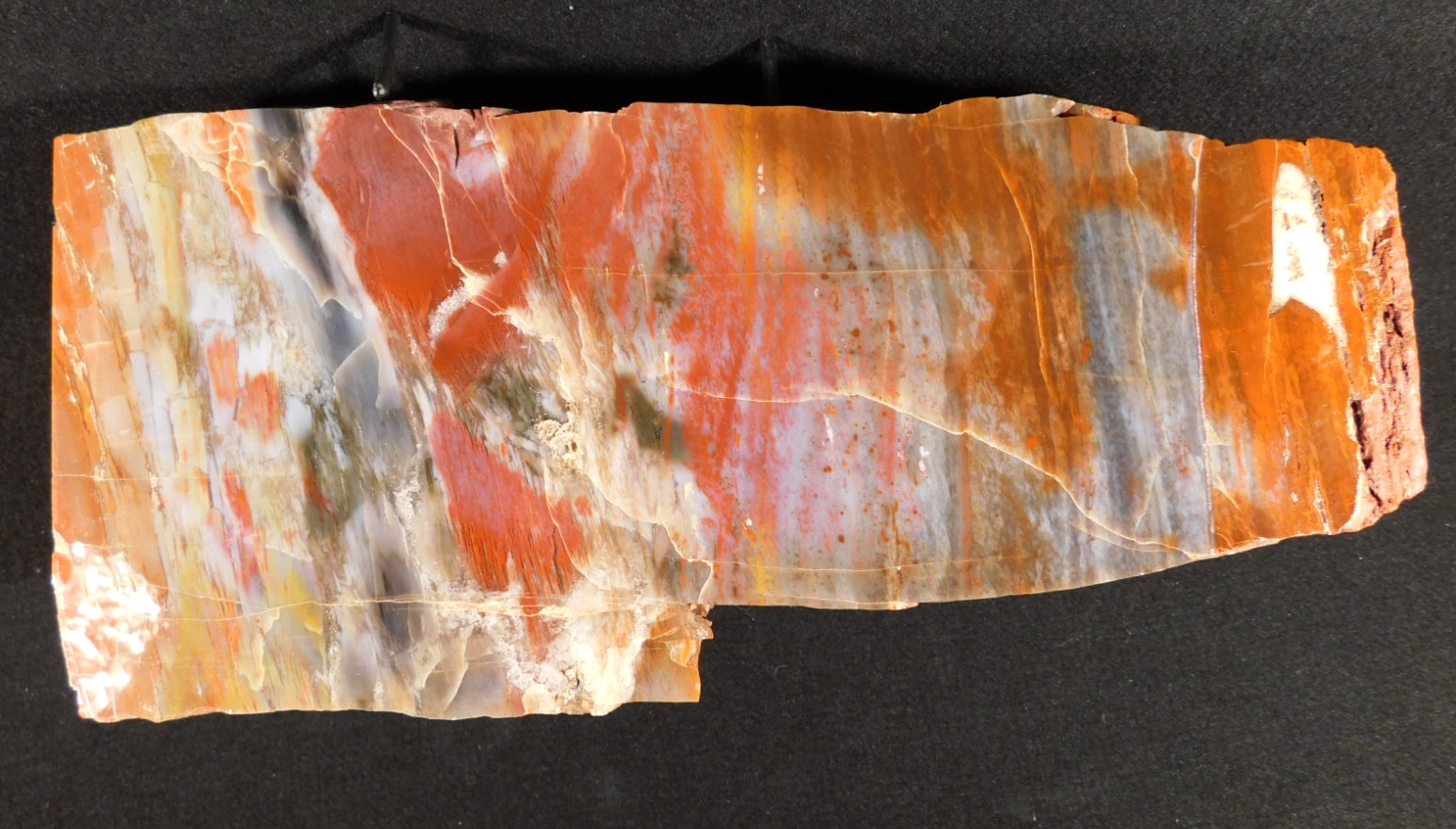 Nice BARK! BIG Polished Petrified RAINBOW WOOD Fossil Arizona 2313gr