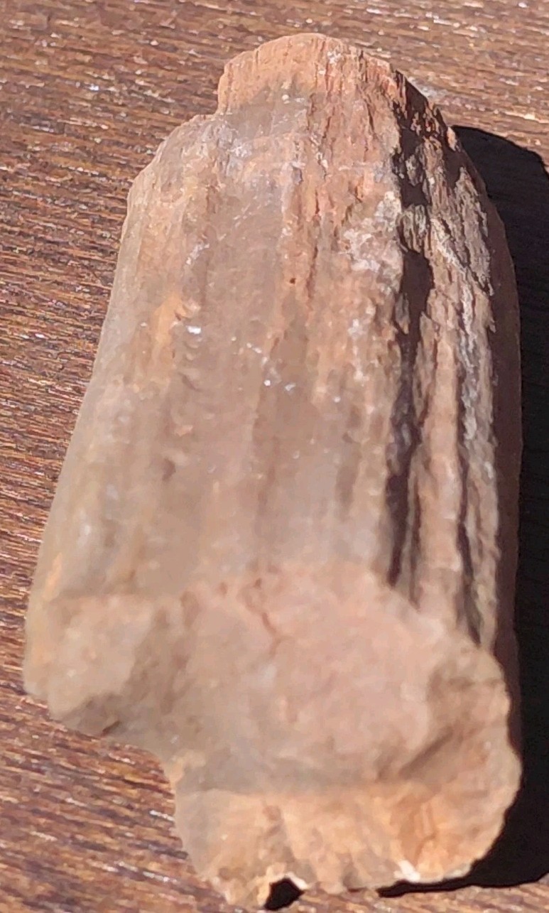 Petrified Wood Fossilized Branch W Bark Druzy Quartz-Hurricane Utah 3 1/4″×1 1/4