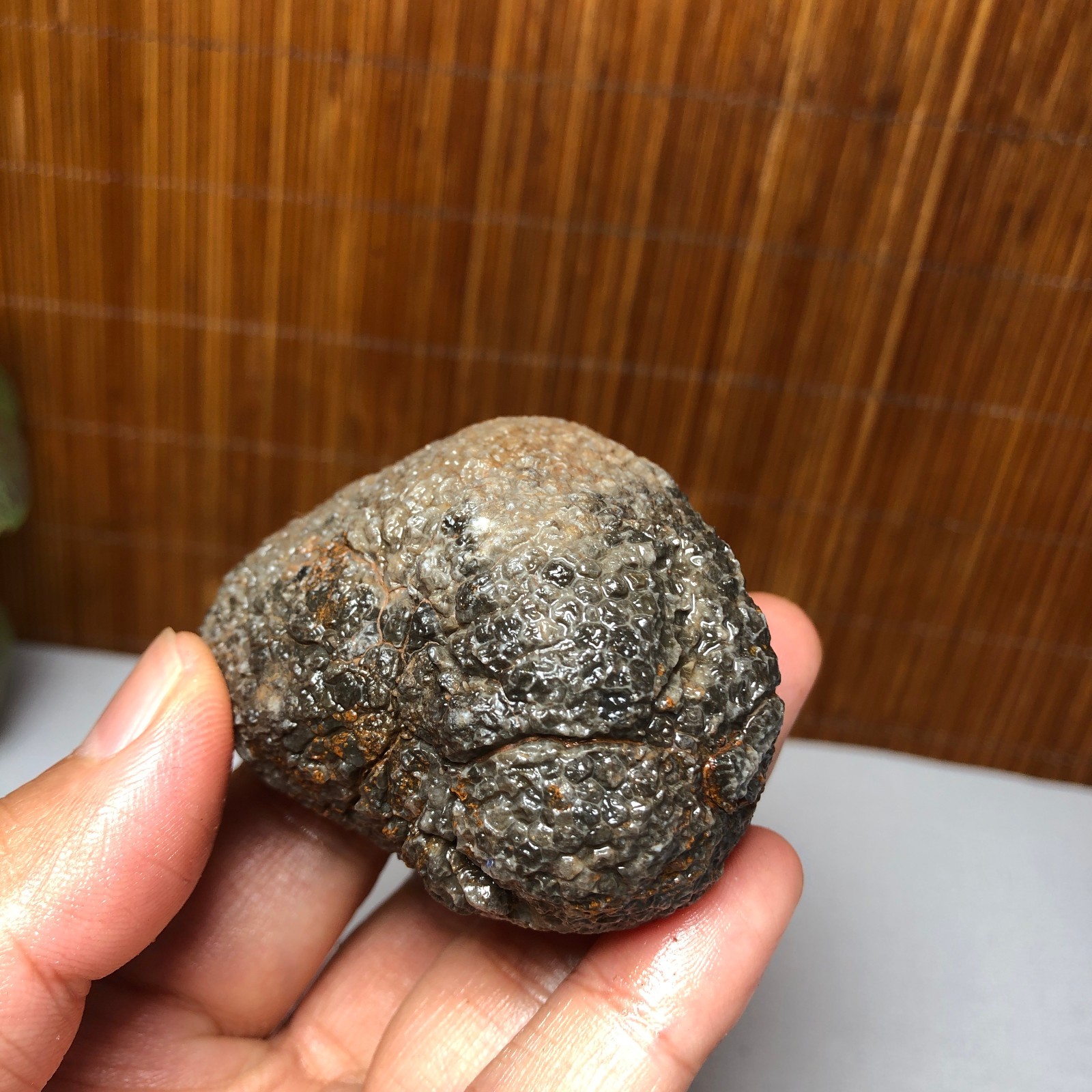 56mm Rare Rugose Coral Slab original Actinocyathus Morocco 133g A9418