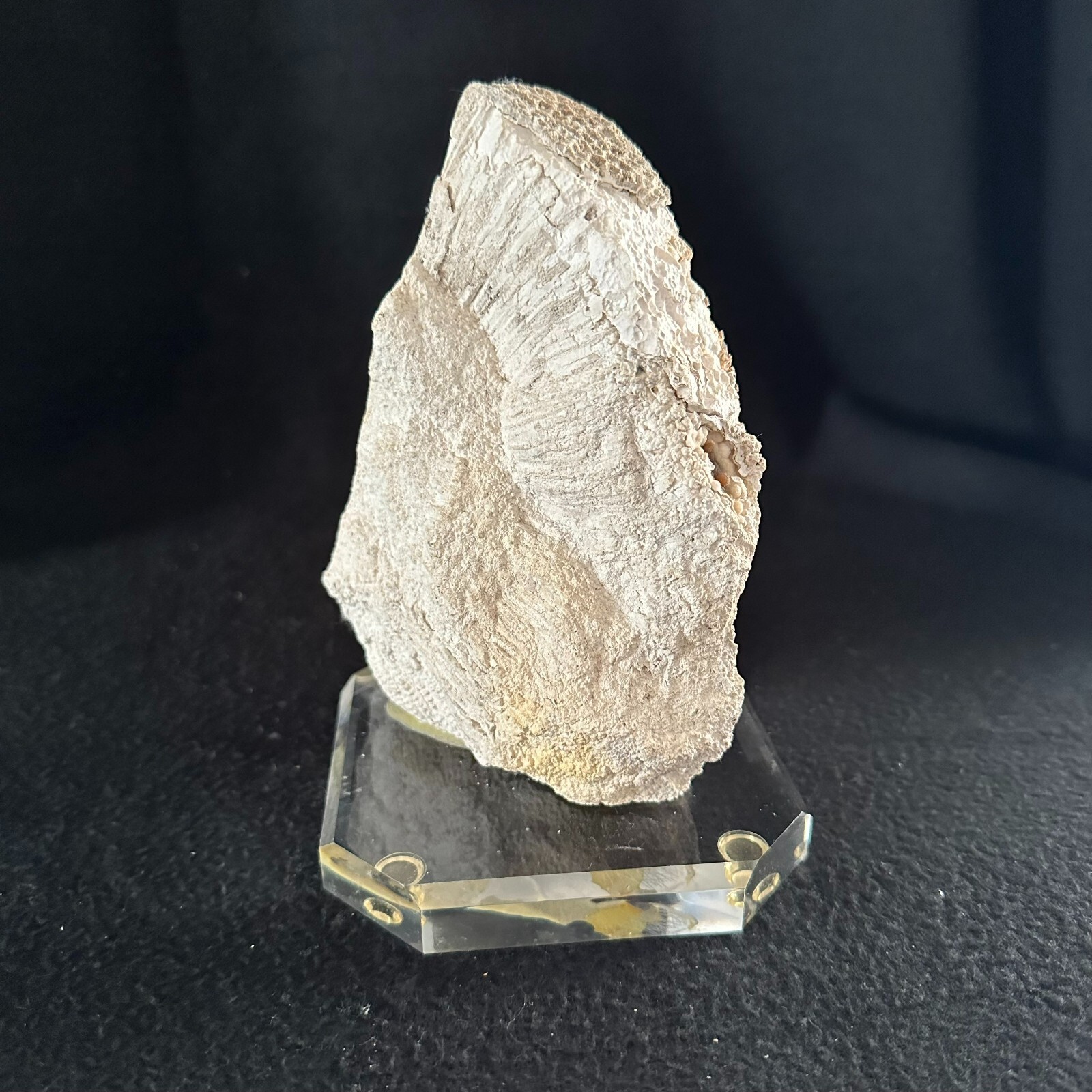 Agatized Fossilized Coral 7 inch Florida Fossil Polished on Lucite Base