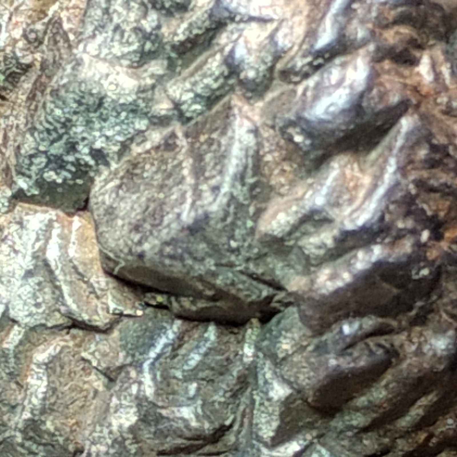 Iron Pyrite After Marcasite w/ Barite Galena Hematite Old Leadbelt of MO 297g