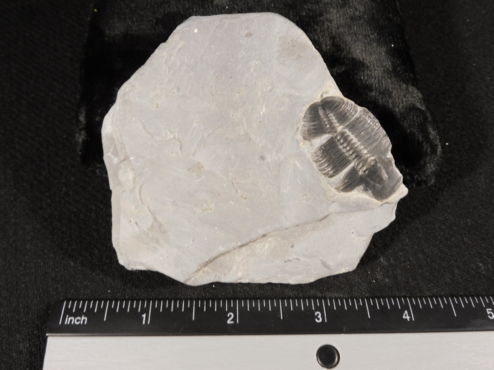 TRILOBITE Fossil with an Anomalocaris BITE! From Cambrian Utah 147 *C