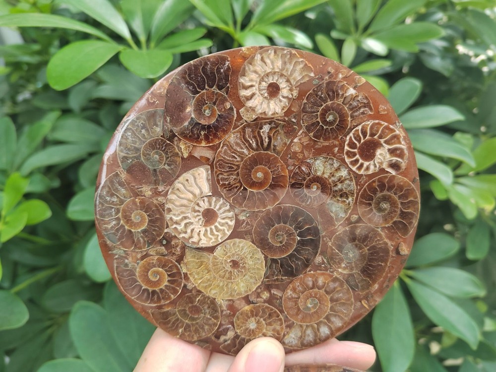 Natural Ammonite Disc Fossil Conch Specimen Healing +Stand 1PC