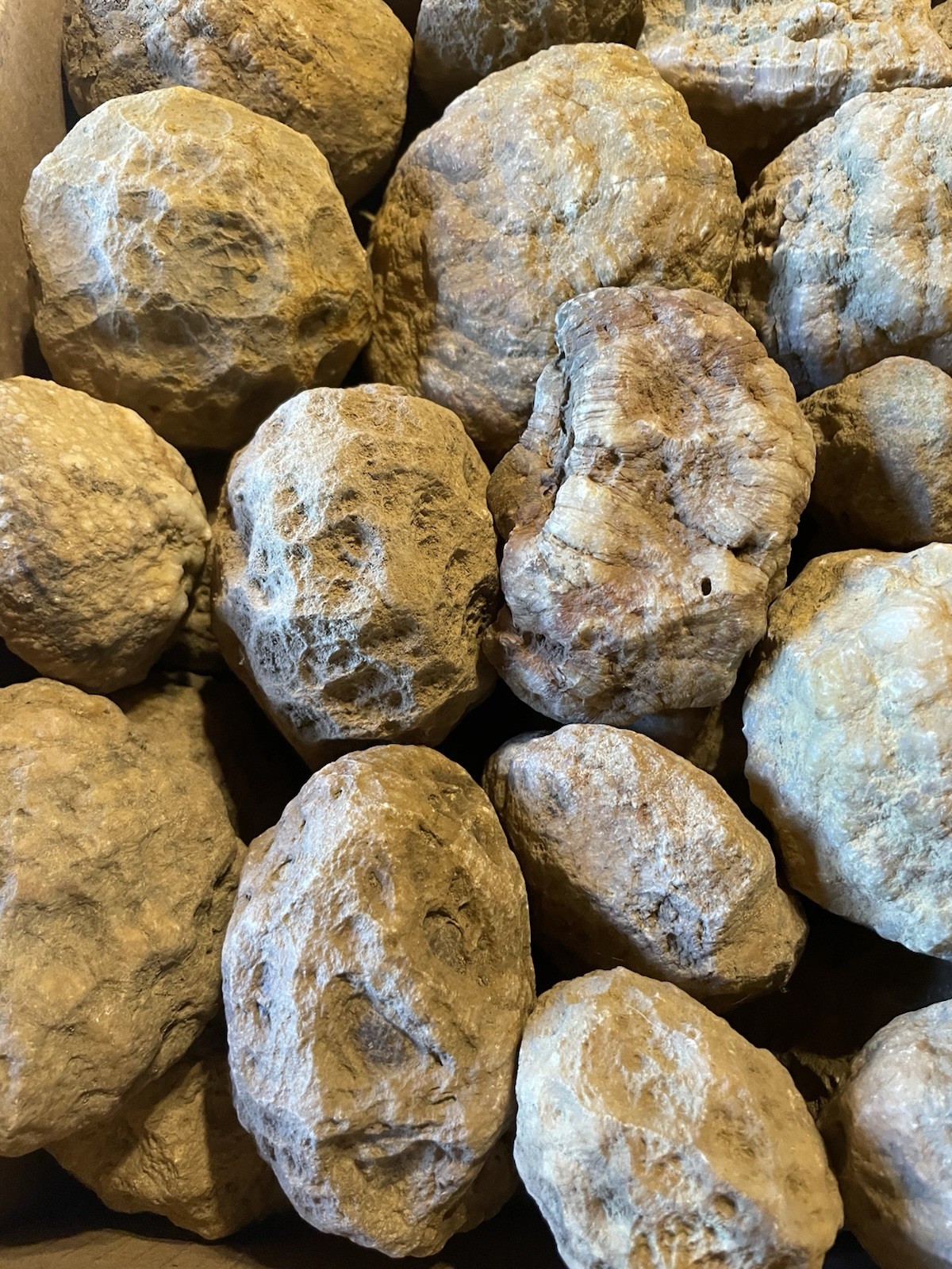 BOX OF KENTUCKY GEODES:37-2” TO 3 1/2” LAPIDARY!