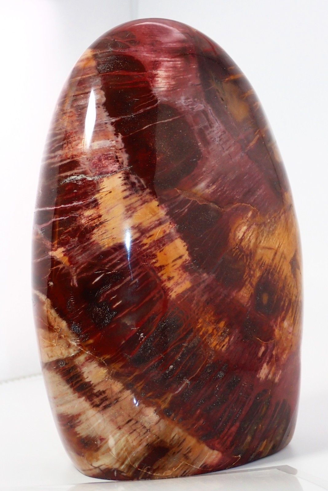 LARGE PETRIFIED RAINBOW WOOD POLISHED FREE-FORM, 7 INCHES TALL – 5 lb. 3oz