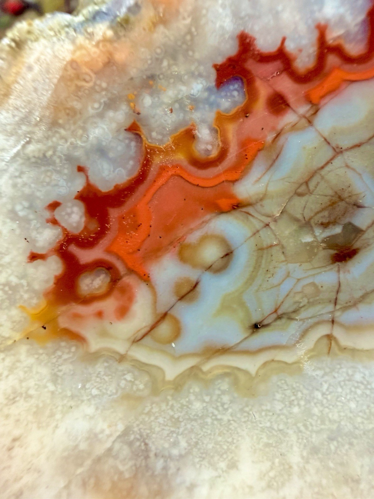 Imperial Kentucky Agate Specimen USA Red White And Blue Half Nodule Polished
