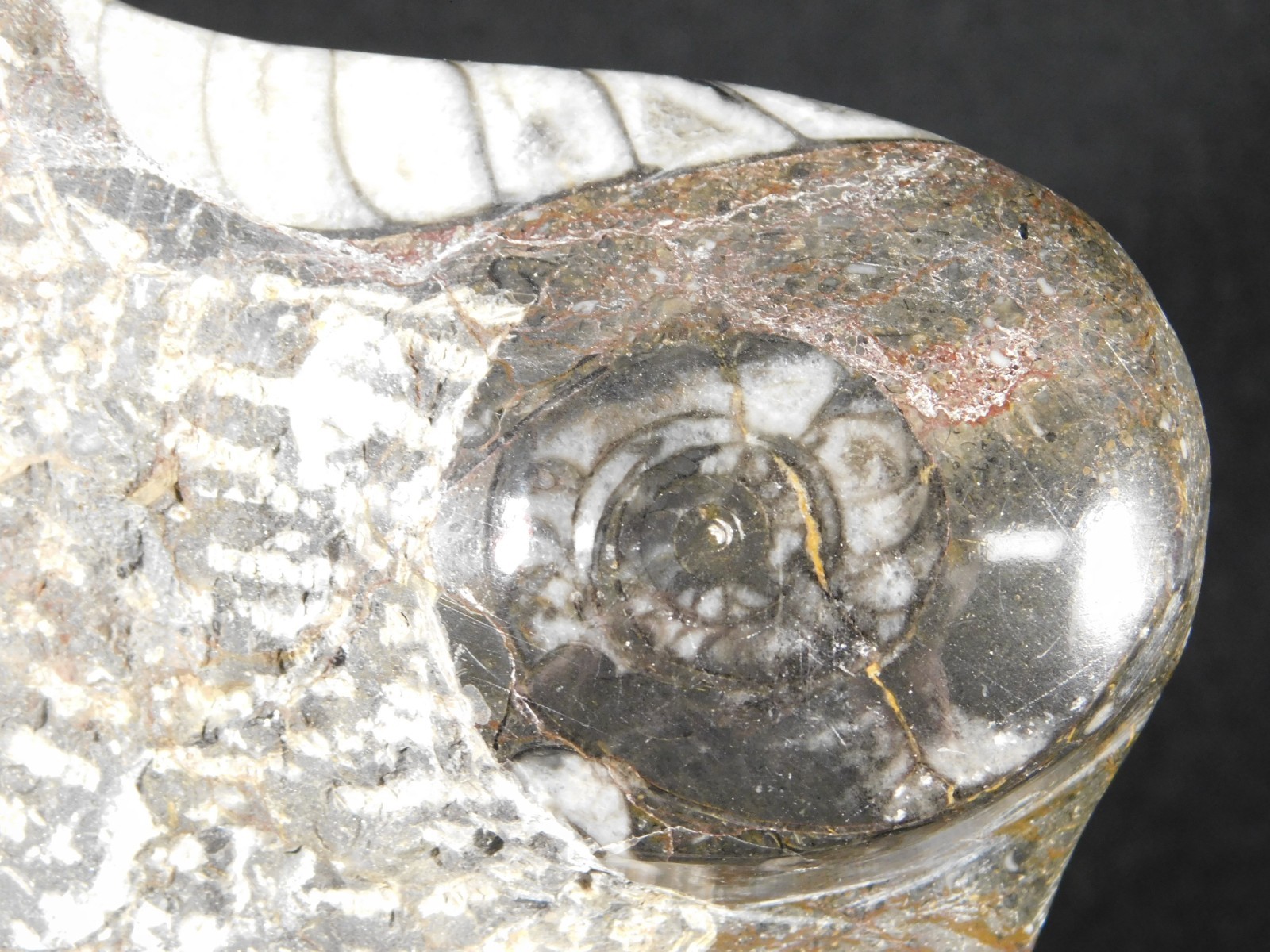 TWO! FREE Standing Polished Goniatites and TWO Orthoceras Fossils Morocco 1121gr