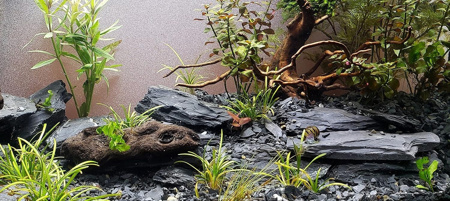 Aquascaping Slate Stones 5 to 7 Inches Grey Color for Aquariums and Terrariums