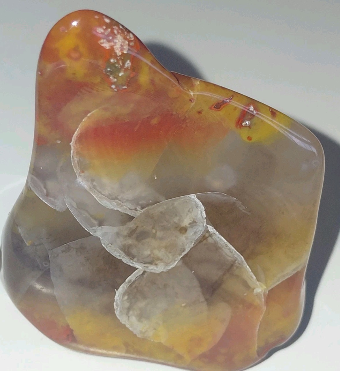 Polished Yellow Cat UV+ Agatized Petrified Wood Limb Cast Mineralization @ Depth