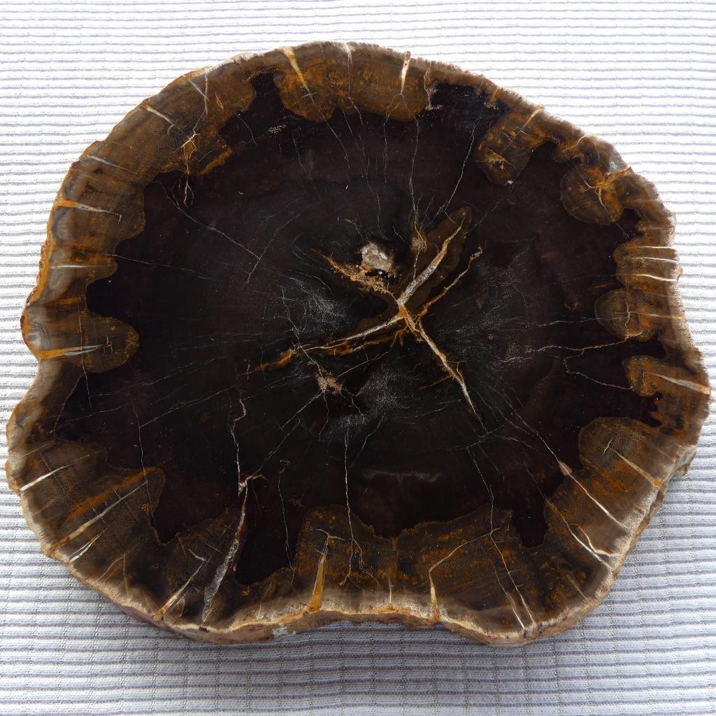 RimRock: 1.90 Lbs Polished NEW MEXICO PETRIFIED WOOD Rough Full Round