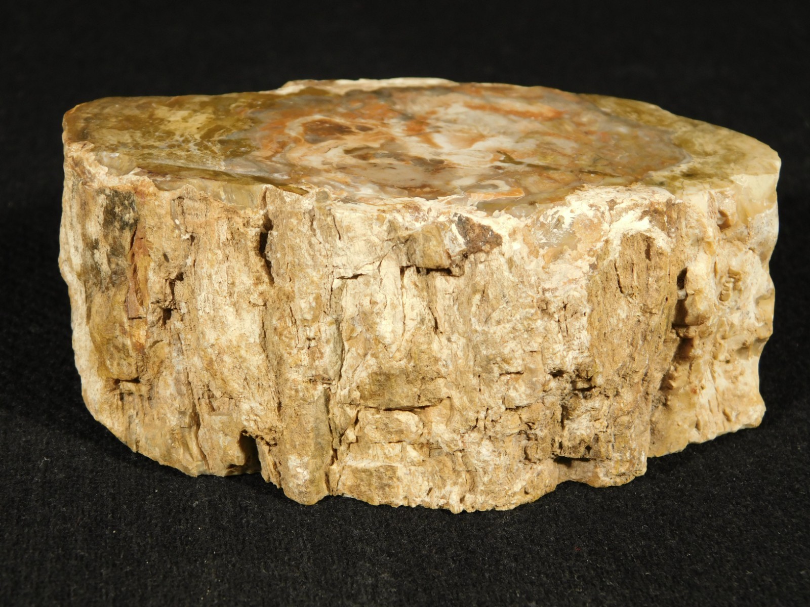 Nice BARK! 225 Million Year Old! Polished Petrified WOOD Fossil Madagascar 395gr