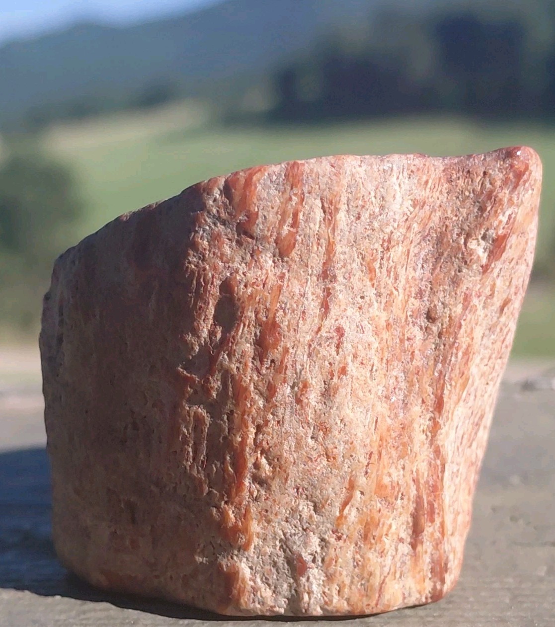 Polished Petrified Arizona Rainbow Wood Full Round Limb Tower Stands 2 Ways Red